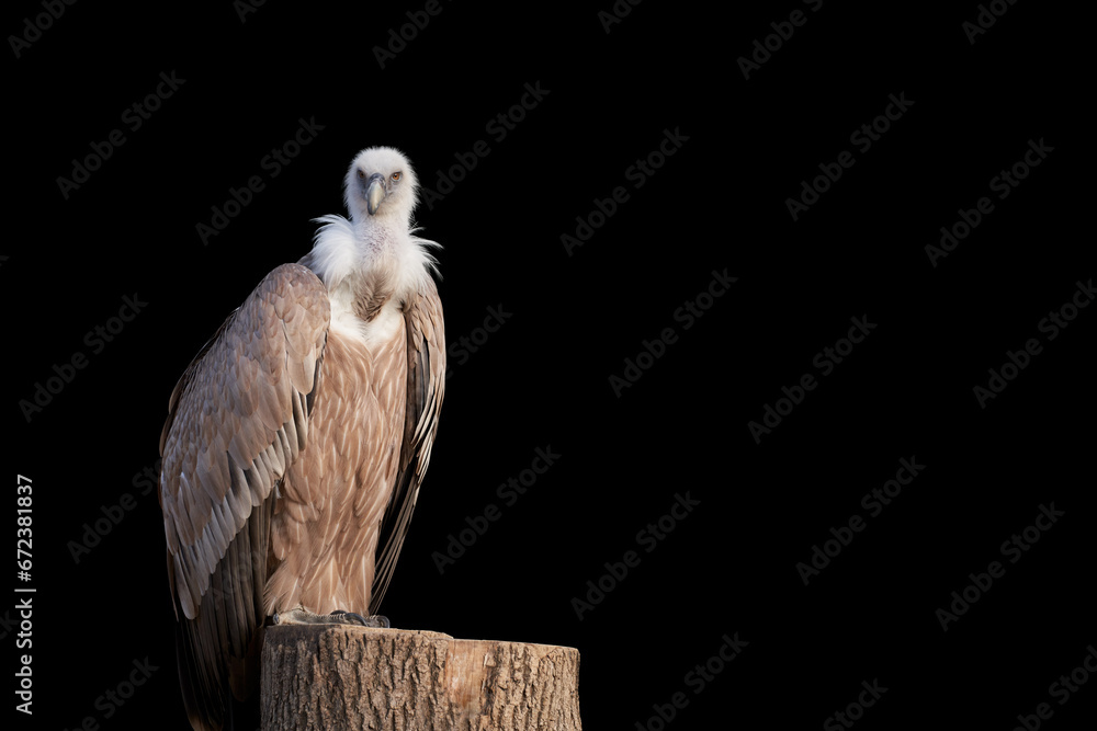 Fototapeta premium A white-headed vulture on a stump on a black background. Copy space.