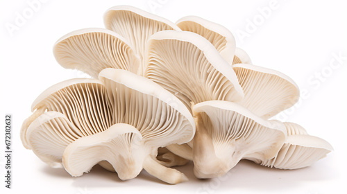 Oyster mushrooms sit solitary on a pallid surface.