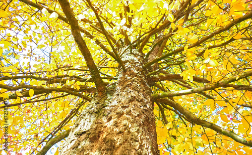 Colours of autumn fall - beautiful black Tupelo tree in front of blue sky
