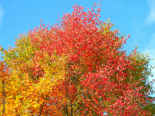 Colours of autumn fall - beautiful black Tupelo tree in front of blue sky photo