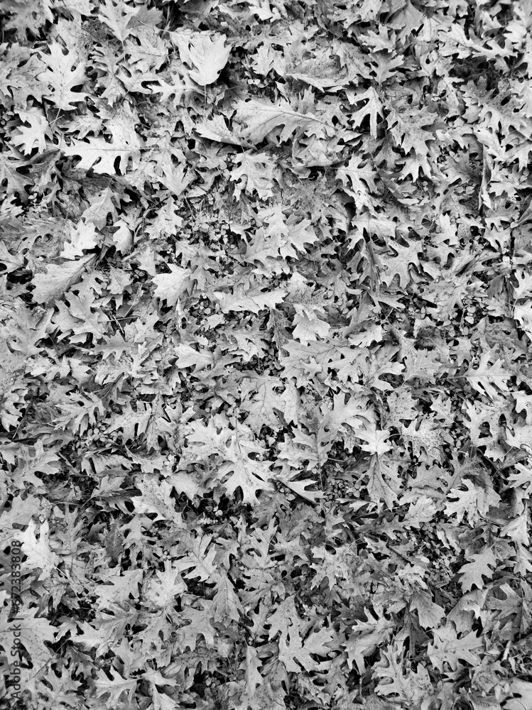 Grayscale of fallen autumn leaves on the gorund Grayscale of fallen autumn leaves on the gorund