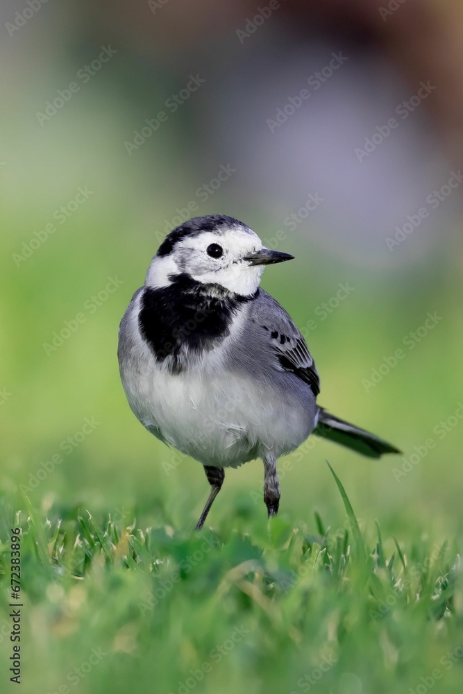 Vertical selective focus shot of a white wagtail bird perched on a field Vertical selective focus shot of a white wagtail bird perched on a field