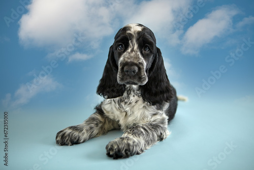 Portrait of a pedigree puppy of an English Cocker spaniel. The baby lies and looks carefully into the frame. The color is blue roan. Age two months. There is a blue sky with clouds in the background.