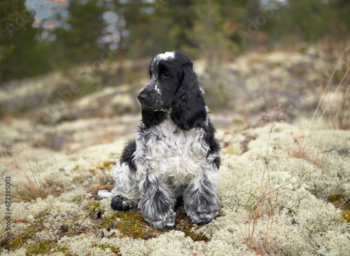Portrait of a beautiful, purebred English Cocker Spaniel puppy. The baby is sitting on a rocky ledge overgrown with moss. The color is blue roan. Age two months. The background is blurred.