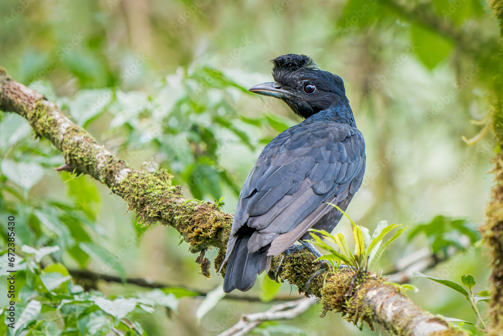 Juvenile Male Bare-necked Umbrella Bird (Cephalopterus glabricollis) in Costa Rica Juvenile Male Bare-necked Umbrella Bird (Cephalopterus glabricollis) in Costa Rica