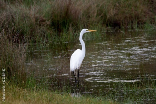 Beautiful great egret bird perched on the shore of a pond