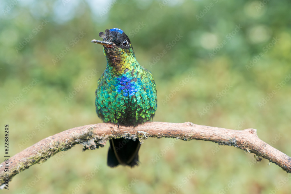 Obraz premium Colorful endemic Fiery-throated Hummingbird (Panterpe insignis) in Costa Rica
