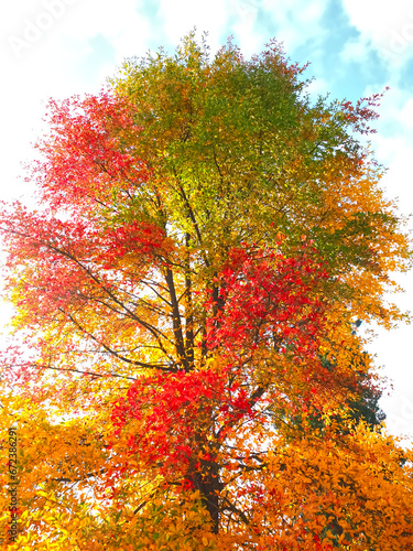 Colours of autumn fall - beautiful black Tupelo tree in front of blue sky
