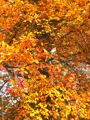 Colours of autumn fall - beautiful black Tupelo tree in front of blue sky photo