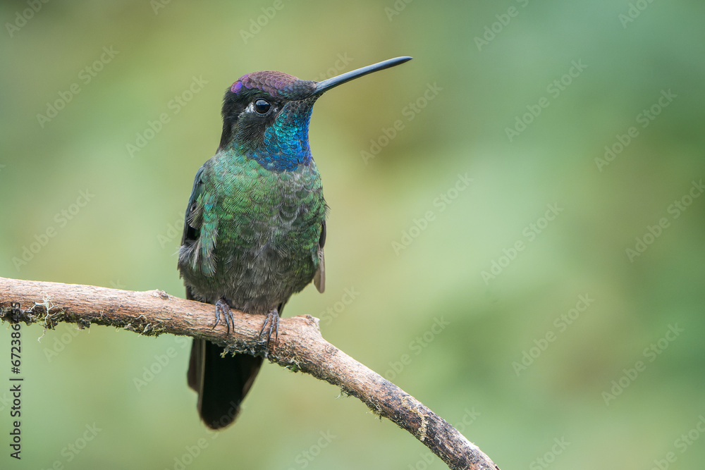 Vibrant Talamanca Hummingbird (Eugenes spectabilis) in Costa Rica's Highlands Vibrant Talamanca Hummingbird (Eugenes spectabilis) in Costa Rica's Highlands