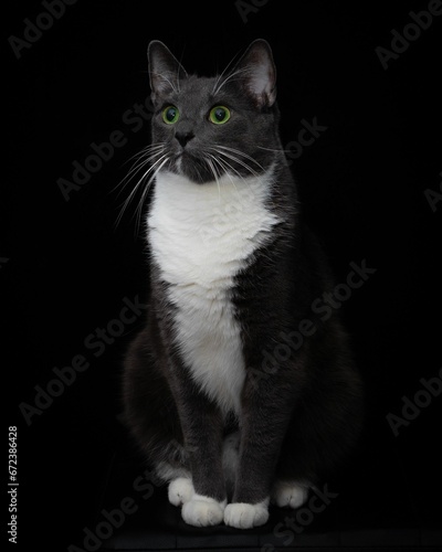 Vertical shot of an adorable bicolor cat with intense green eyes, perched on a black background
