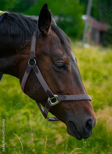 Portrait of a Thoroughbred horse standing in a pasture with a grey collar around its neck © Wirestock