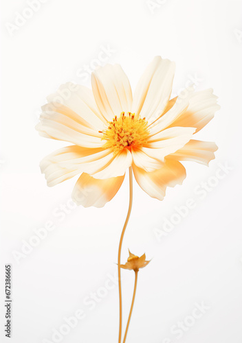 an orange flower, in the style of soft and dreamy tones © alex