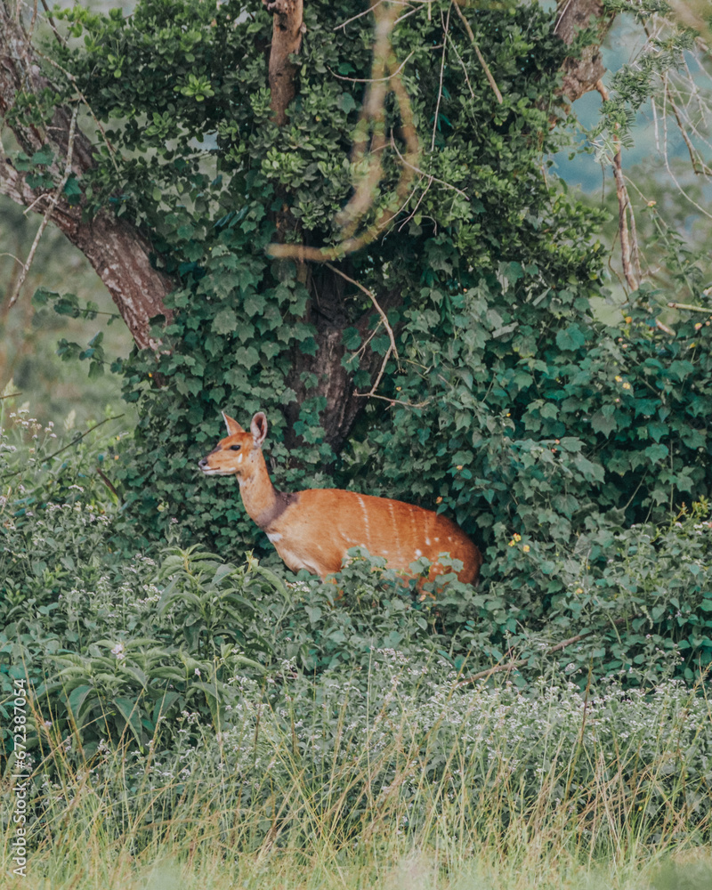 A cautious bushbuck hidden in the lush underbrush of Uganda A cautious bushbuck hidden in the lush underbrush of Uganda