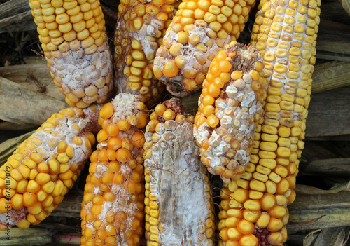 Corn cobs are affected by fusarium - the causative agent of Fusarium moniliforme photo