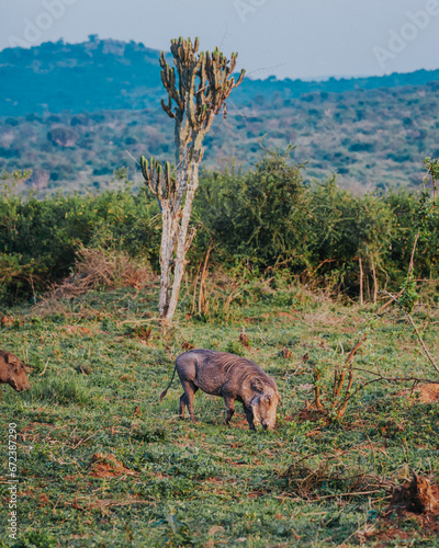 Warthog in Ugandan grasslands © _mishamartin