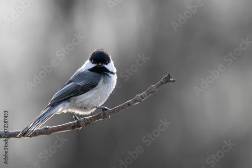 Closeup shot of a black-capped chickadee perched on a twig. Poecile atricapillus. photo