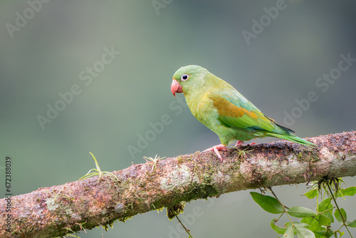 Orange-chinned Parakeet (Brotogeris jugularis) in the Jungles of Costa Rica photo
