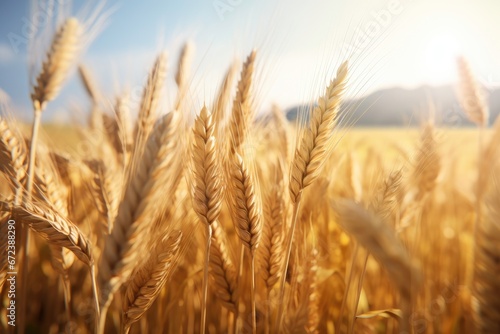 Close up of wheat in the field of wheat in a summer day. Harvesting time. 