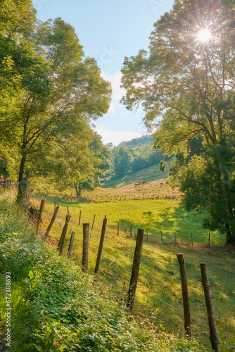 Natural green field view of trees and grass. Beautiful walk through tall trees and wooden fencing stakes setting a path surrounded by nature. Sunny day blue sky and life around the country side.