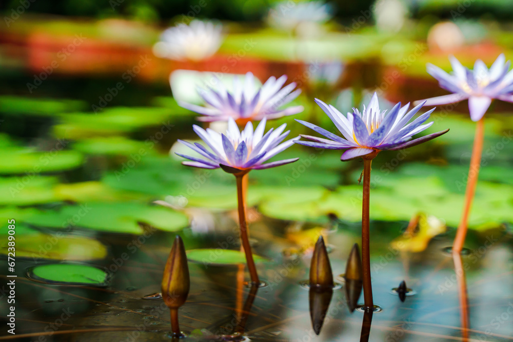 Lots of water lilies, beautiful natural background Lots of water lilies, beautiful natural background