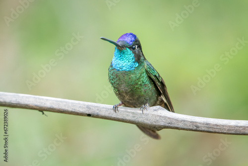 Vibrant Talamanca Hummingbird (Eugenes spectabilis) in Costa Rica's Highlands