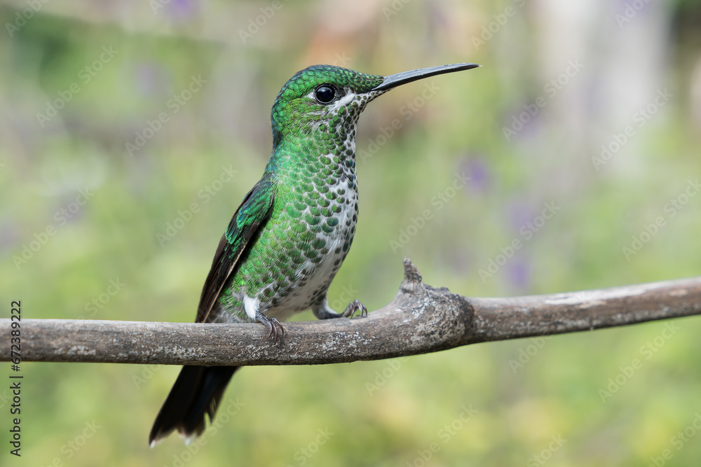 Fototapeta premium Green-crowned Brilliant (Heliodoxa jacula) in Costa Rica
