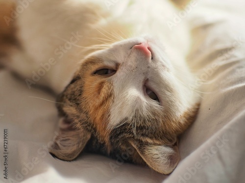 Domestic cat lying comfortably on a white bedspread