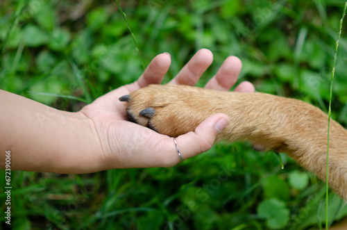 Human Hand Gently Holding A Dog's Paw In A Symbolic Gesture Of Friendship And Trust Against A Natural Green Background