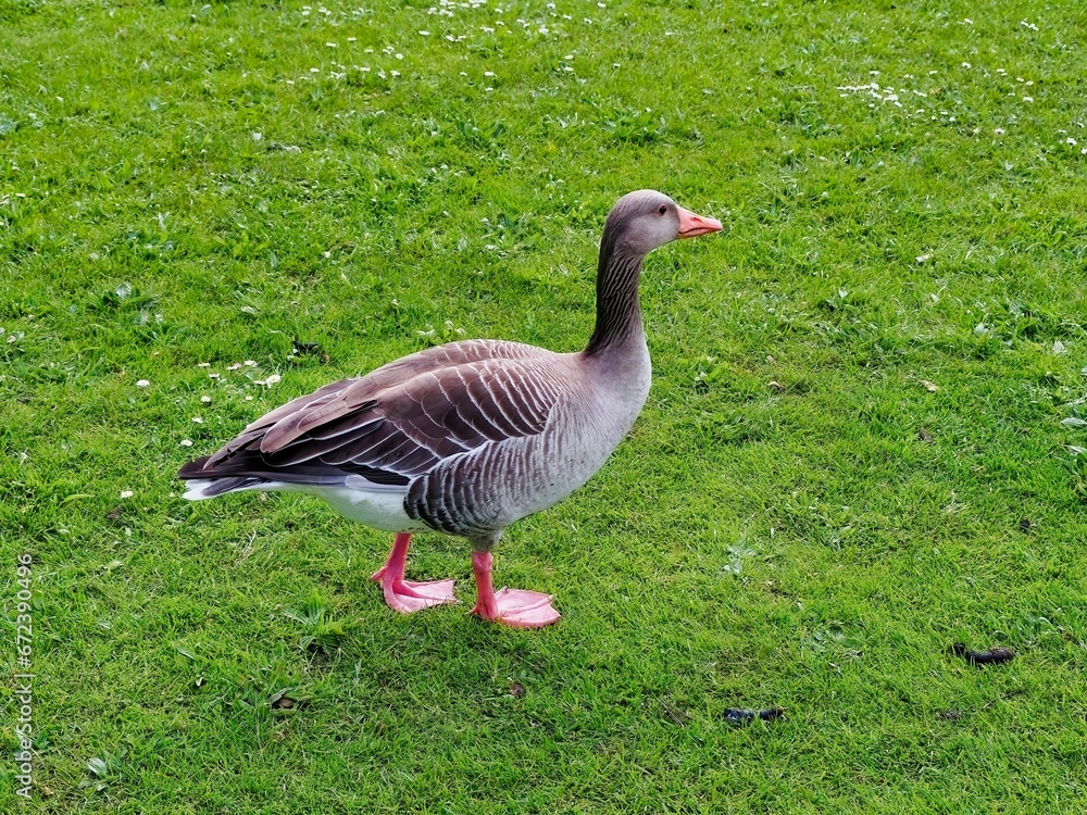 Greylag goose walking in a green field in a park. Greylag goose walking in a green field in a park.