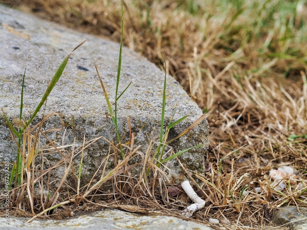 Obraz premium Closeup of a smoked cigarette on the ground in grass