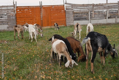 goats on a farm