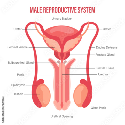 Male reproductive system icon with description isolated on white background. Anatomy of the internal organs of man. Illustration, vector