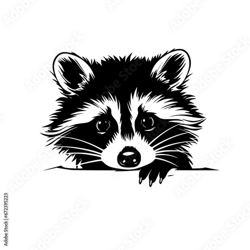 raccoon vector