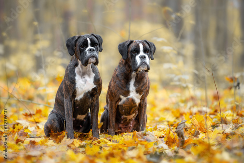 Brindle Boxers sitting in the autumn forest, around yellow maple leaves, orange and red colors of nature, blurry background  photo