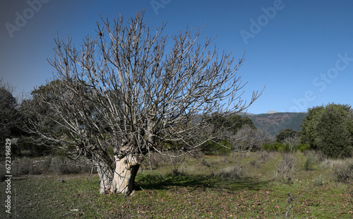 Higuera solitaria sin hojas en invierno, de fondo montañas y cielo azul