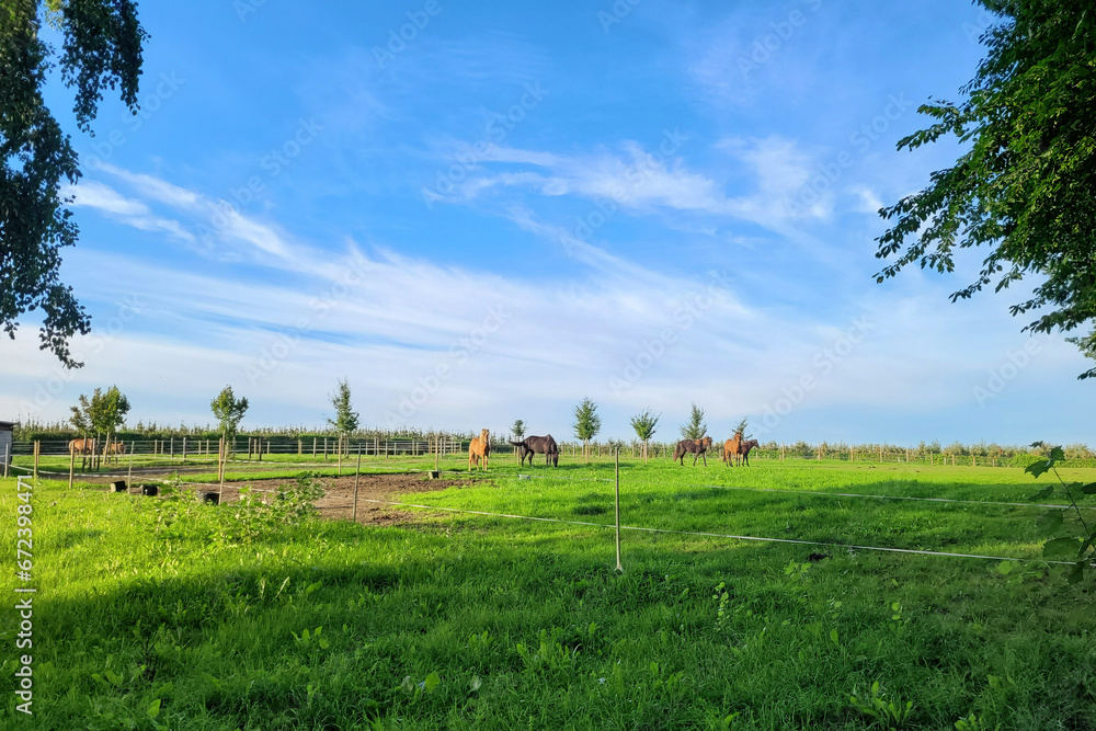 Krajobraz naturalny, pastwisko i hodowla koni w Belgii.  - obrazy, fototapety, plakaty 