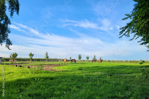 Krajobraz naturalny, pastwisko i hodowla koni w Belgii. 