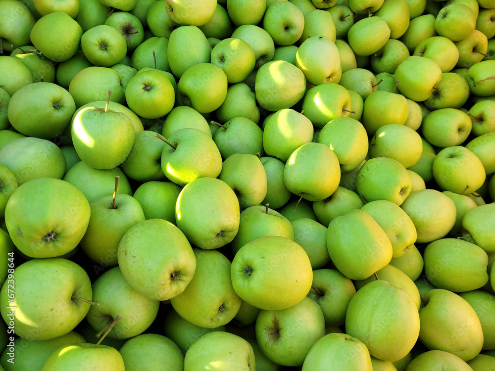 Zbiory zielonych jabłek odmiany Golden Delicious. Zbiory zielonych jabłek odmiany Golden Delicious.