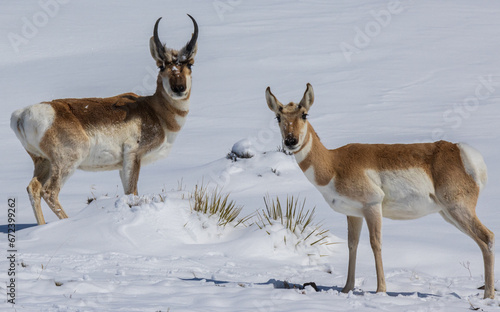 antelope in the wild