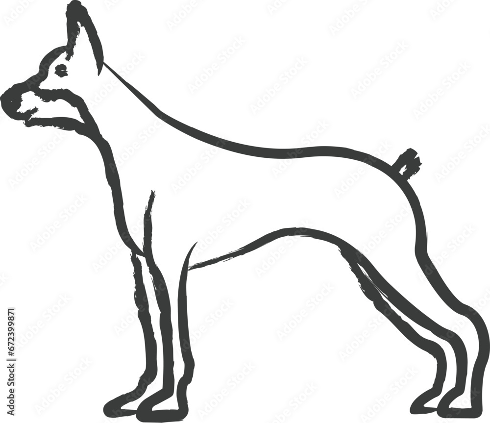 Obraz premium Doberman dog hand drawn vector illustration
