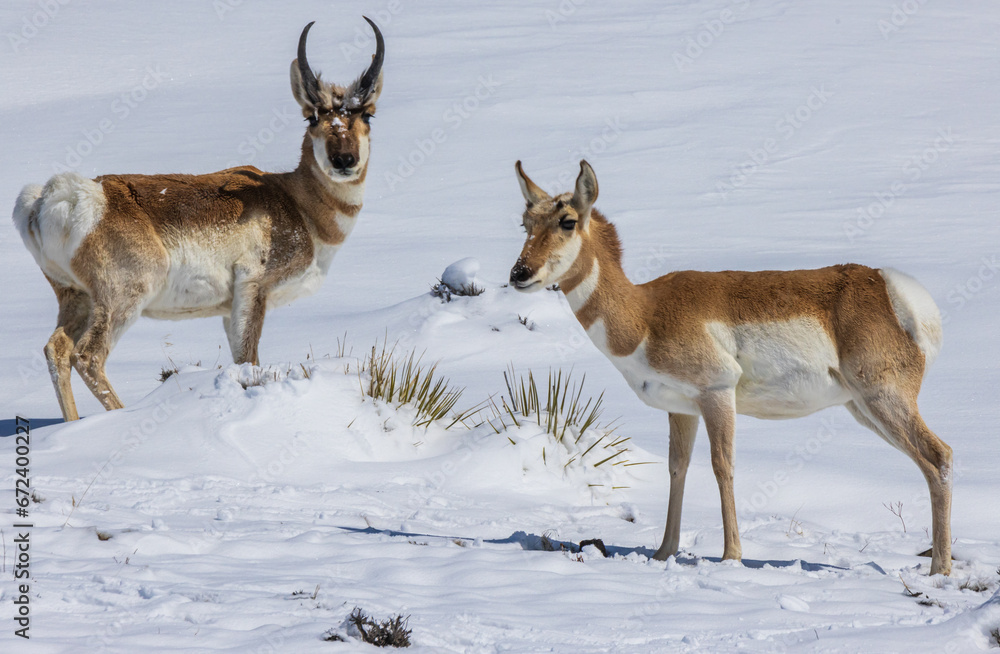 antelope in the snow antelope in the snow