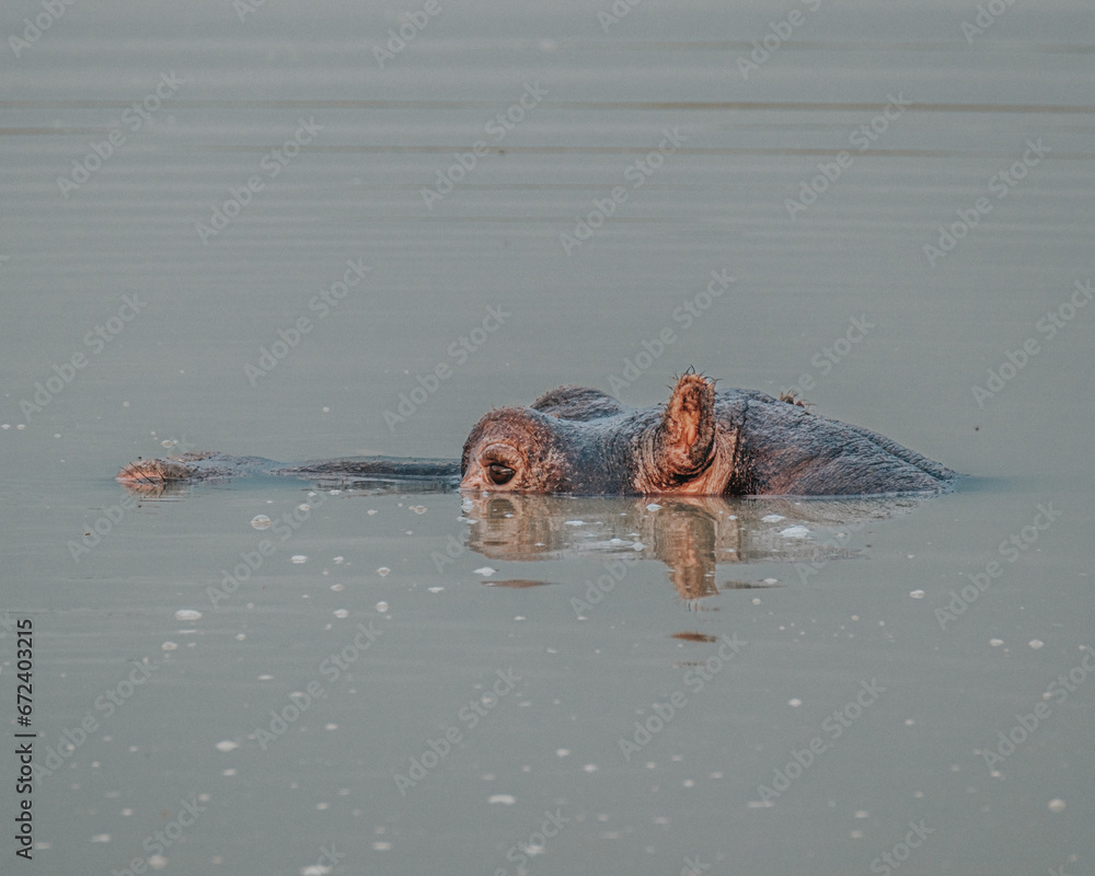 Fototapeta premium Hippopotamus in Kazinga Channel in Queen Elizabeth National Park, Uganda
