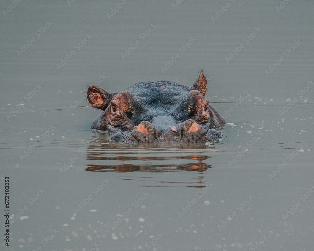 Fototapeta premium Hippopotamus in Kazinga Channel in Queen Elizabeth National Park, Uganda