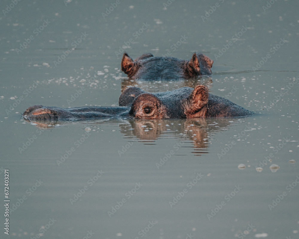 Fototapeta premium Hippopotamus in Kazinga Channel in Queen Elizabeth National Park, Uganda