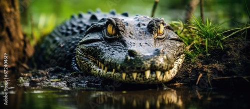 An alligator residing within a Florida nature reserve