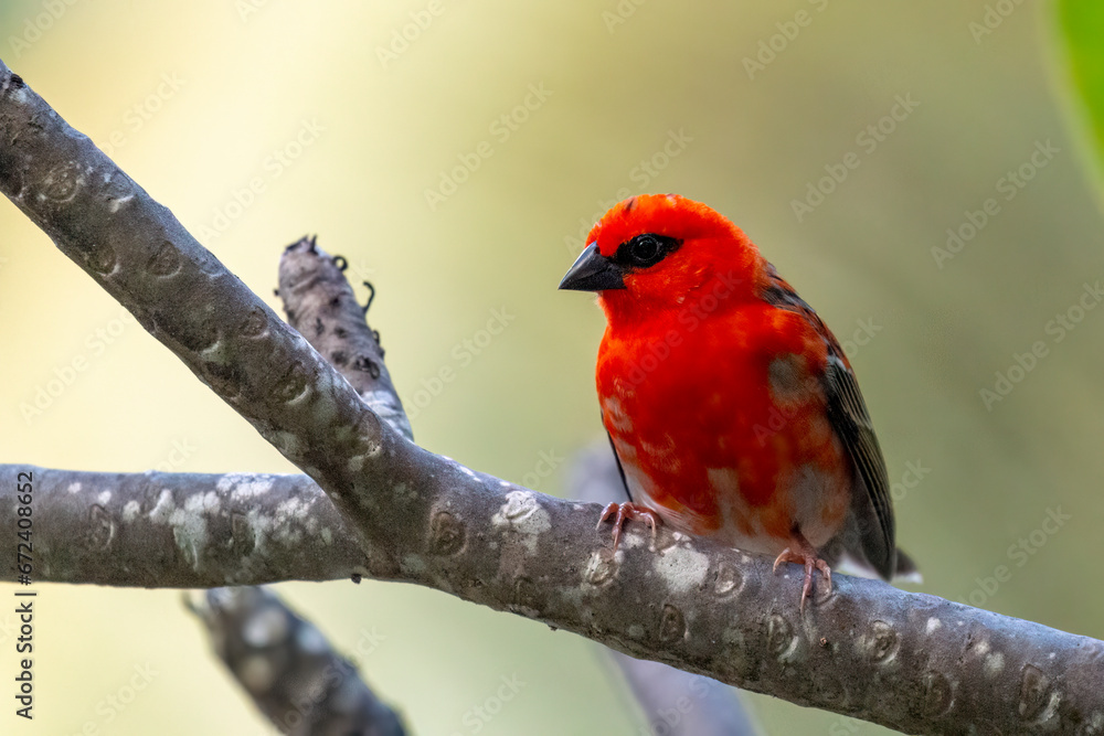 Seychelles - Red Fody (Foudia madagascariensis) Seychelles - Red Fody (Foudia madagascariensis)