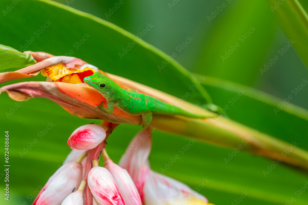 Obraz premium Seychelles - Seychelles day gecko (Phelsuma sundbergi)