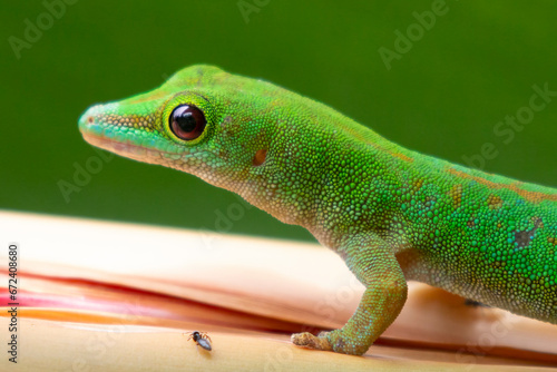 Seychelles - Seychelles day gecko  Phelsuma sundbergi 