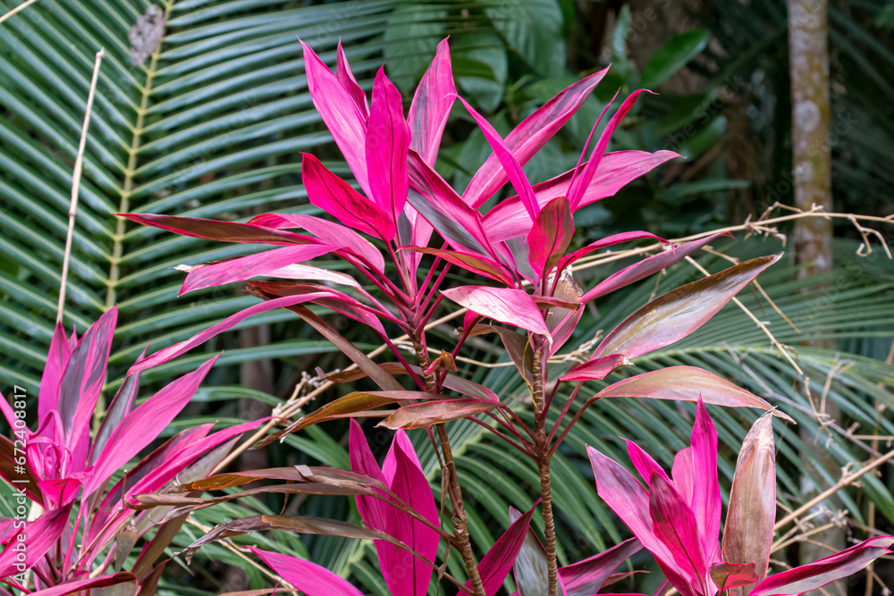 Seychelles - A pink plant - Fond Ferdinant Seychelles - A pink plant - Fond Ferdinant